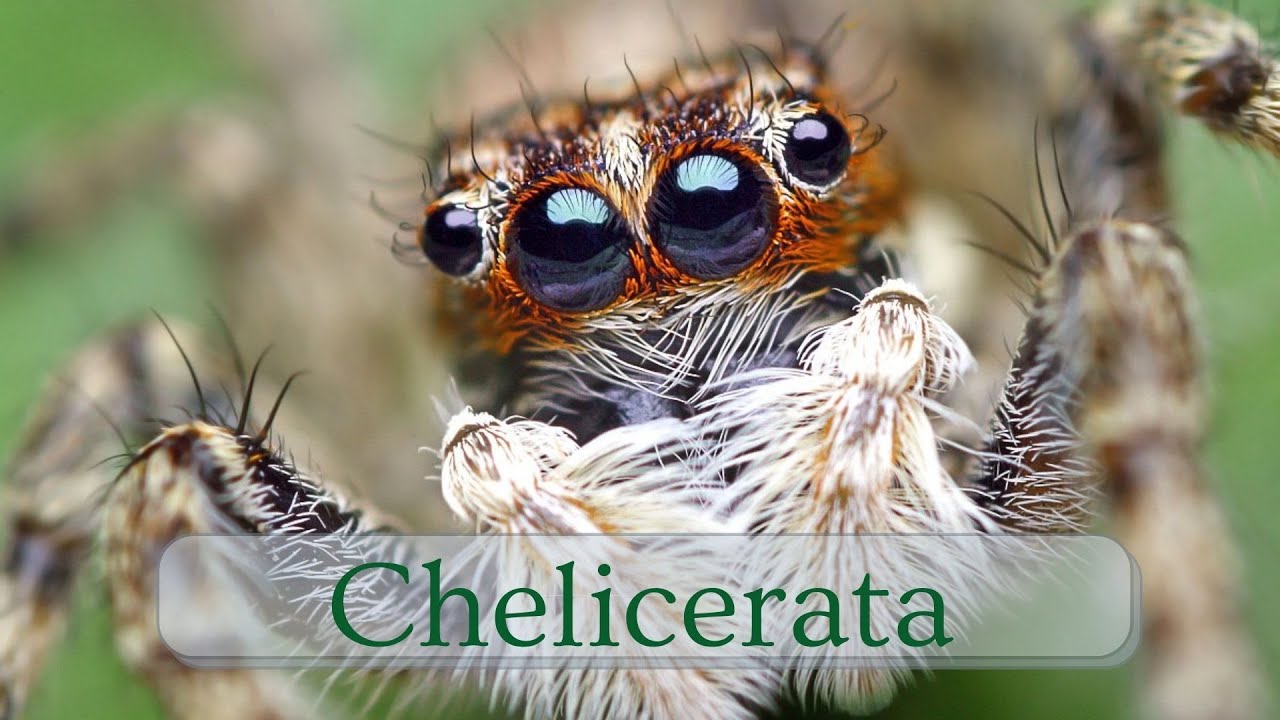Chelicerata