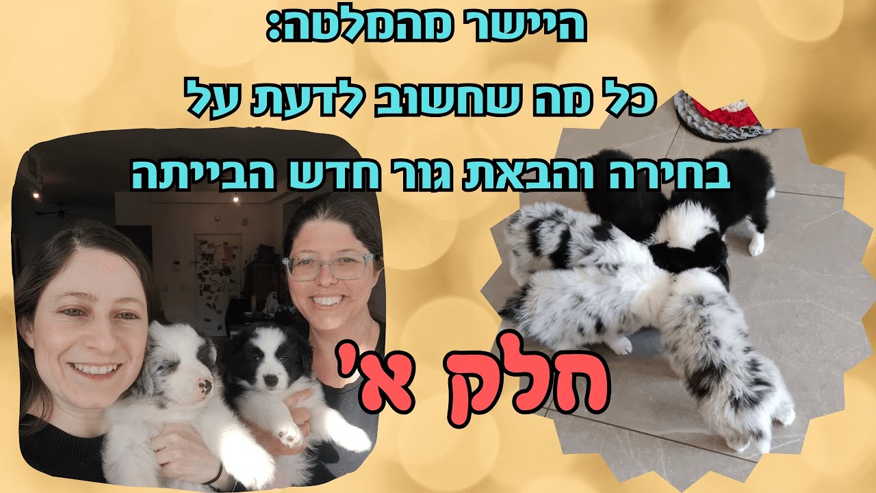 כל מה שצריך לדעת על הבאת גור חדש הבייתה, מבחן שגר וחינוך גורים -חלק א'