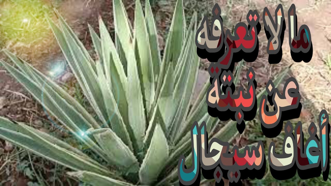 أغاف سيزال/ نبات الزينة/Agave sisilana/ باهرة ليفية