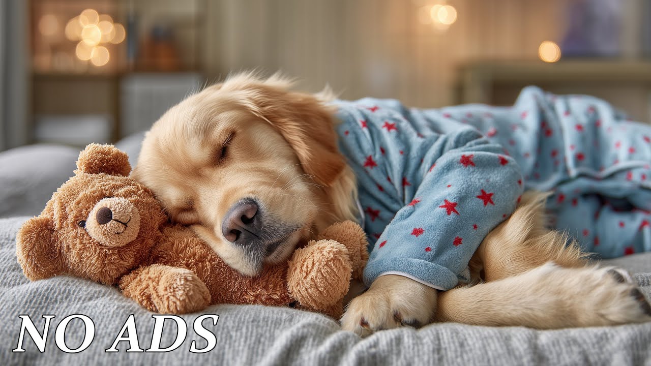 12 Hours of Relaxing Music For Dogs🐶💖Separation Anxiety Relief Music 💖Deep Relaxation🦮No Ads