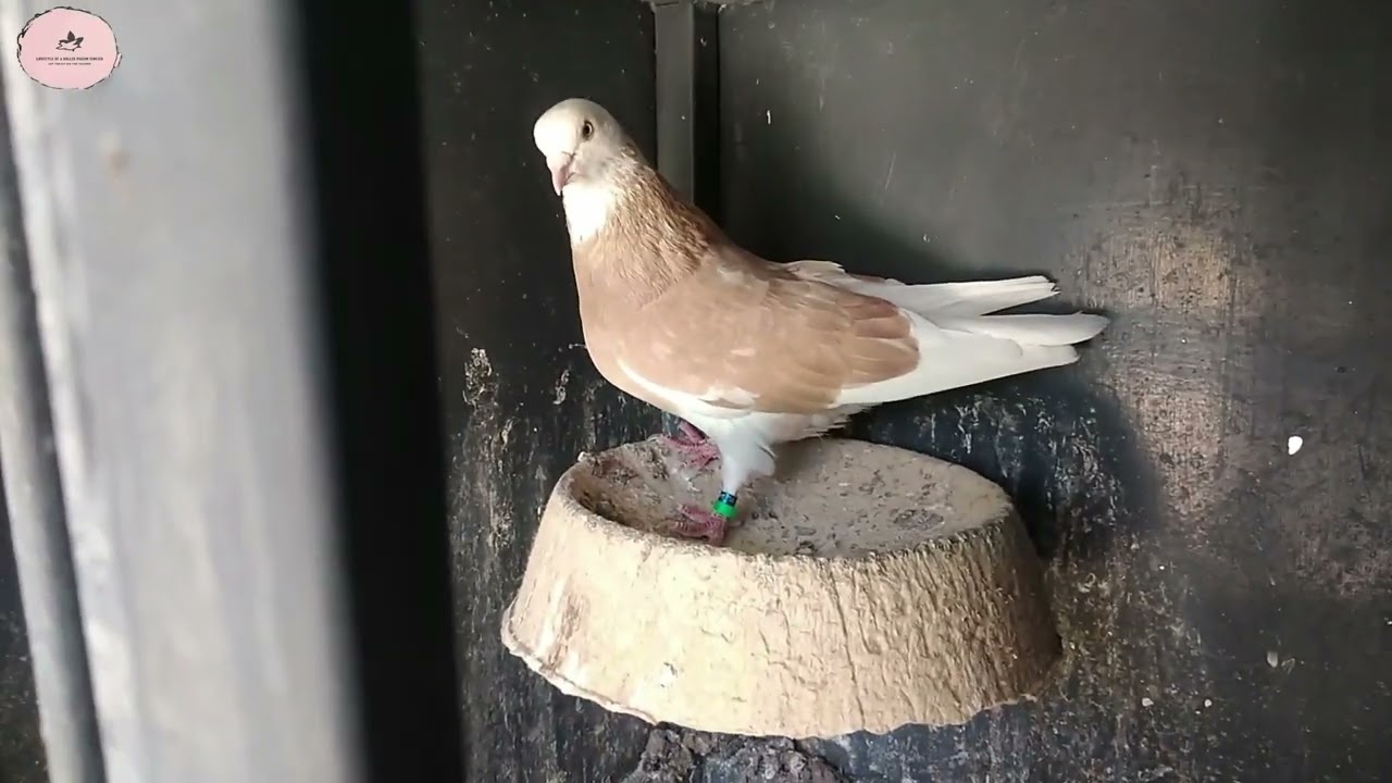 High-Performance Roller Pigeon Compilation. P1