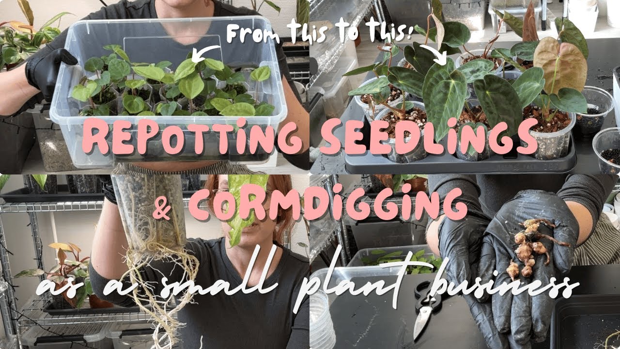 Repotting Anthurium Seedlings 🌱 & Digging Up Alocasia Corms - as a small plant business