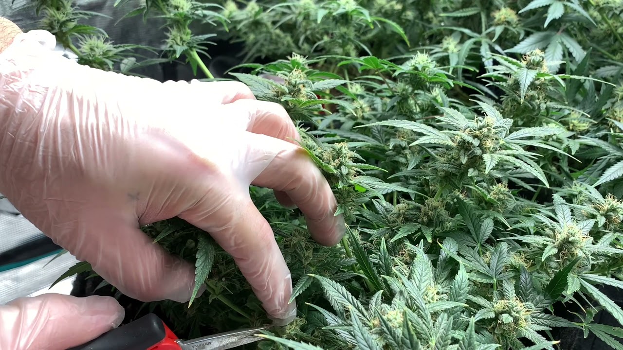 👾 Purple Ryder 2 👾 Auto-Flower Week 11