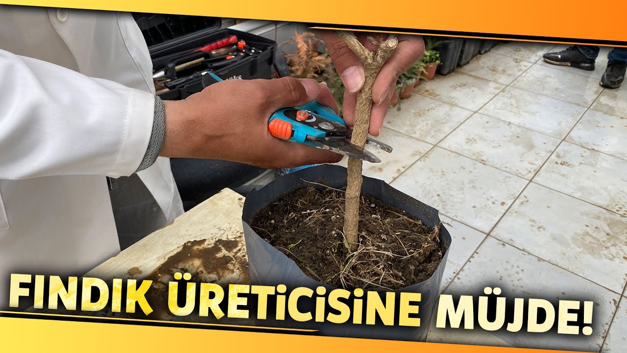 Fındık Üreticilerine Müjde! 1 Dekarda 600 Kilo Fındık Üretilecek