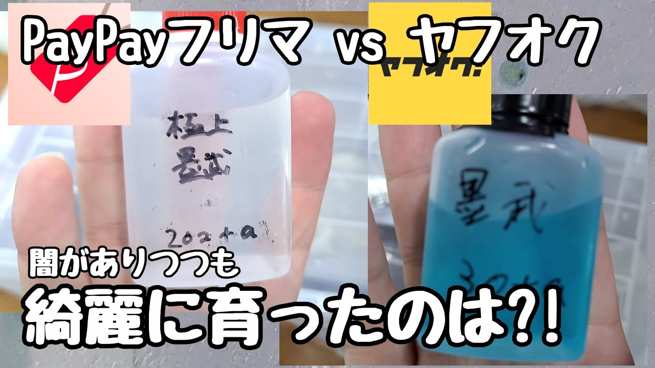 ヤフオクvsPayPayフリマ！同じめだかの品種の卵を購入して育てて見比べてみた【メダカ】