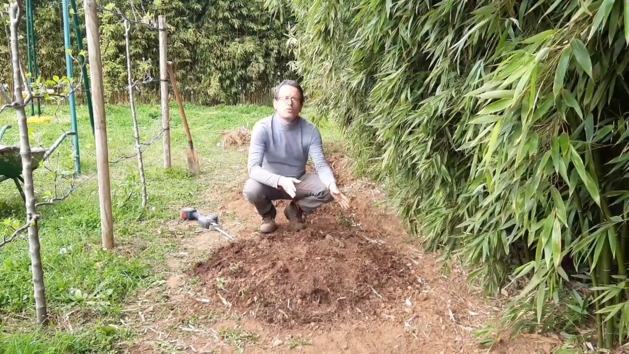 Reprendre le contrôle d'une plantation de bambous