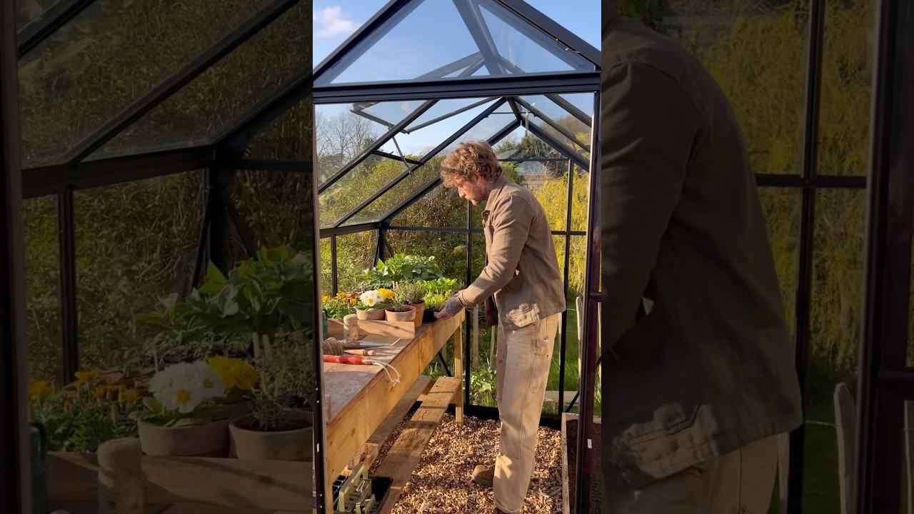 Setting up a Green house in a Small Space 🌱🏡 #greenhouse #gardening #urbangardening