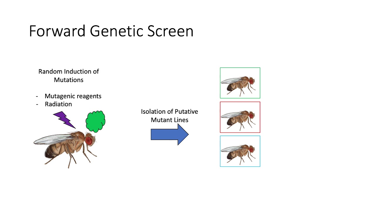 Genetic Screens & RNAi