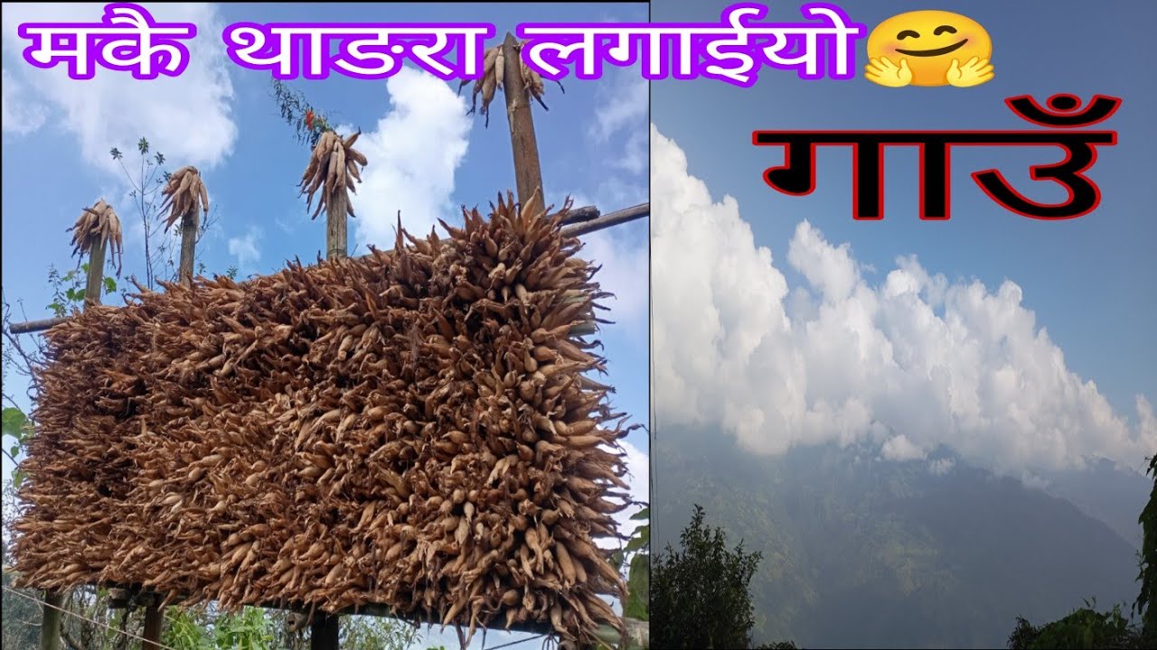 गाउँ मा मकैको थाङ्ररा पनि लगायो guys 🤗😂🙏❤️