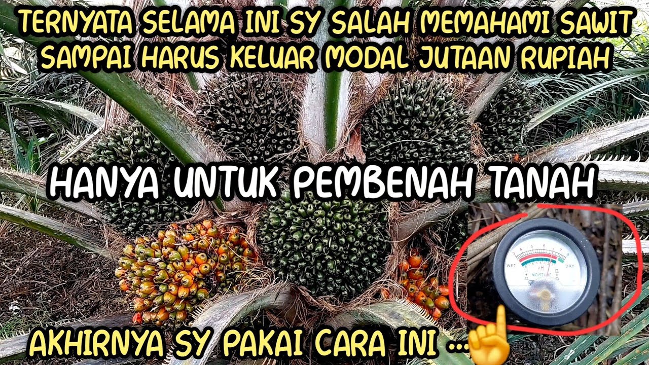 Coba cara ini sebelum memutuskan memberi dolomit pada sawit