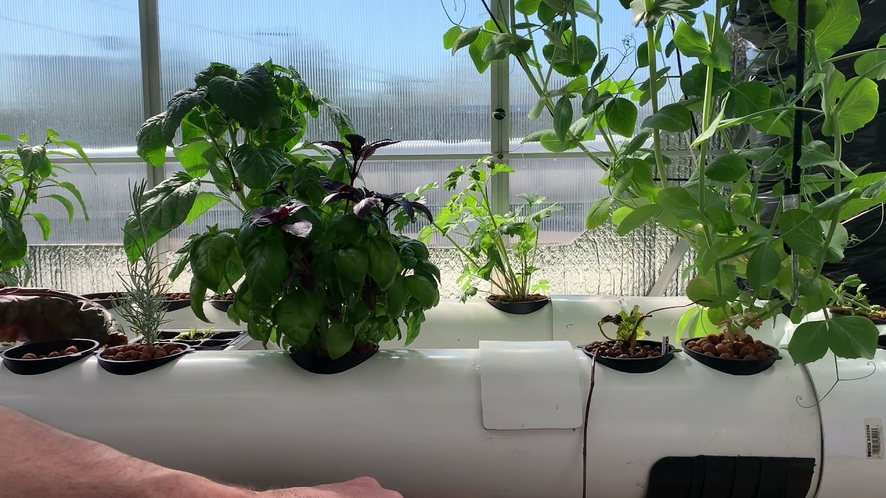 Plantation des fraisiers en Hydroponique
