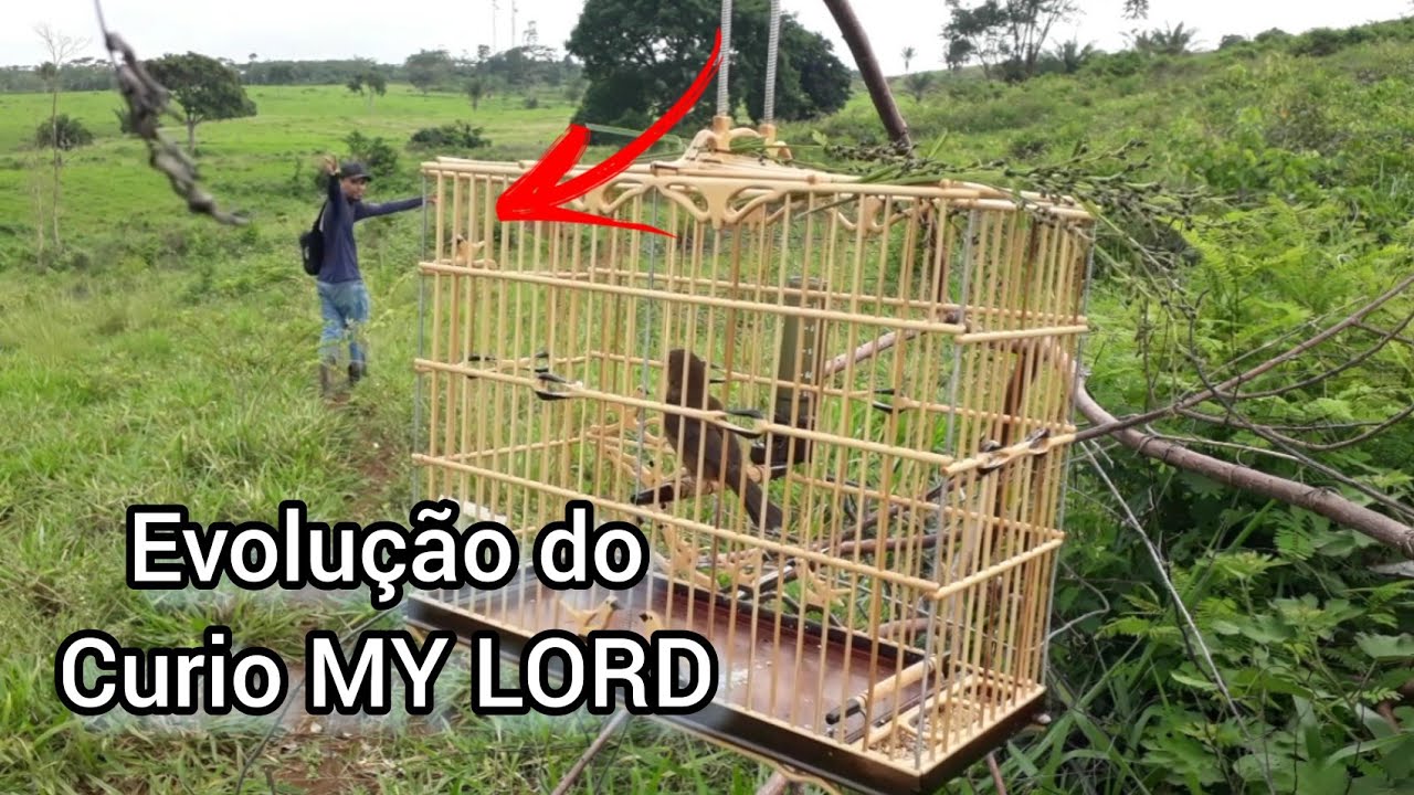 Ele tá cada dia melhor - Curió Pardo MY LORD evoluindo/ #curiopardo #curiopreseiro #curioparazao