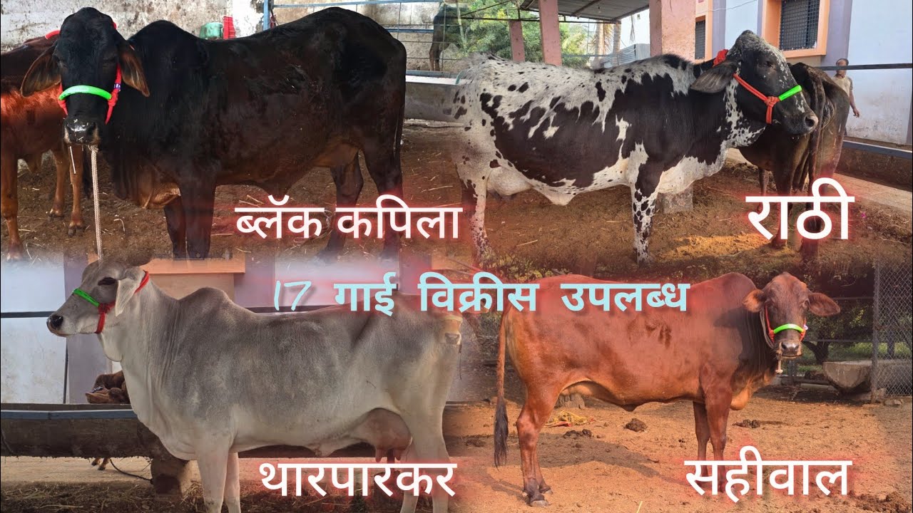 आपल्या फार्मवर 17 देशी गोवंश विक्रीस उपलब्ध @shivrajdairyfarm #cow #dairyfarm 