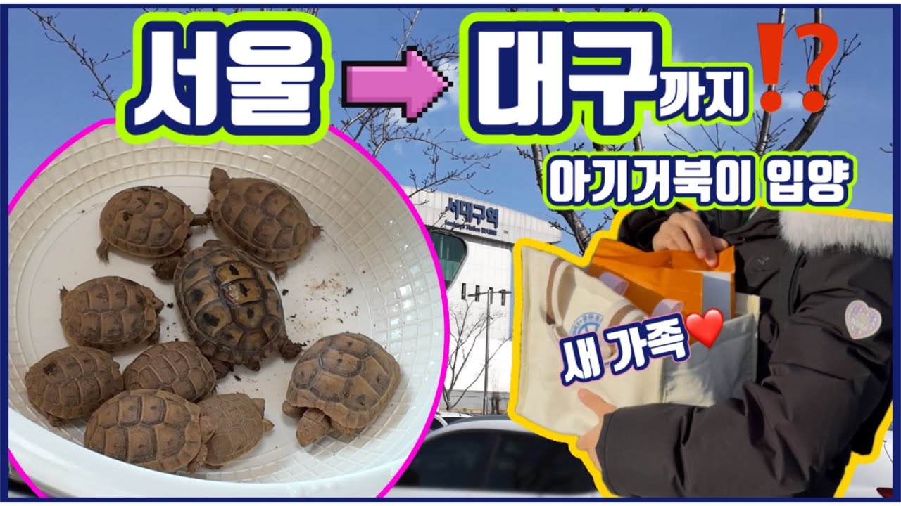 그리스육지거북 분양｜서울에서 대구까지 온 가족의 아기 거북이 입양｜꾸리야 잘살아♥