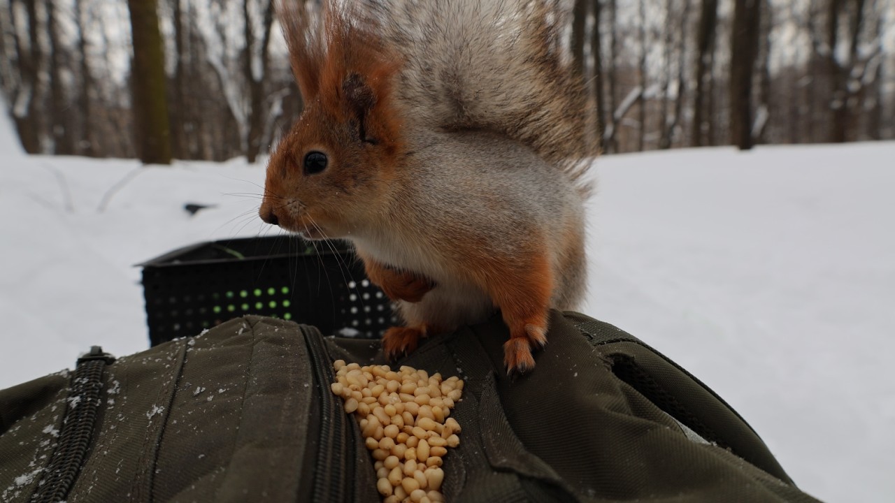 Белки. Синицы. И кормушки. Зарисовка / Squirrels. Tits. And feeders. The sketch