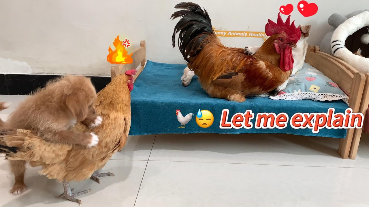 So funny! The hen caught the rooster and the dog having an affair! The hen was very angry!Super cute