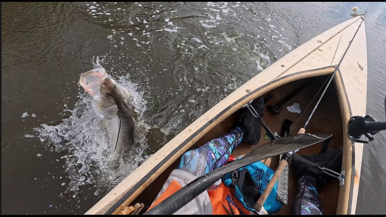 Catching Snook and Sea trout in Mosquito Lagoon