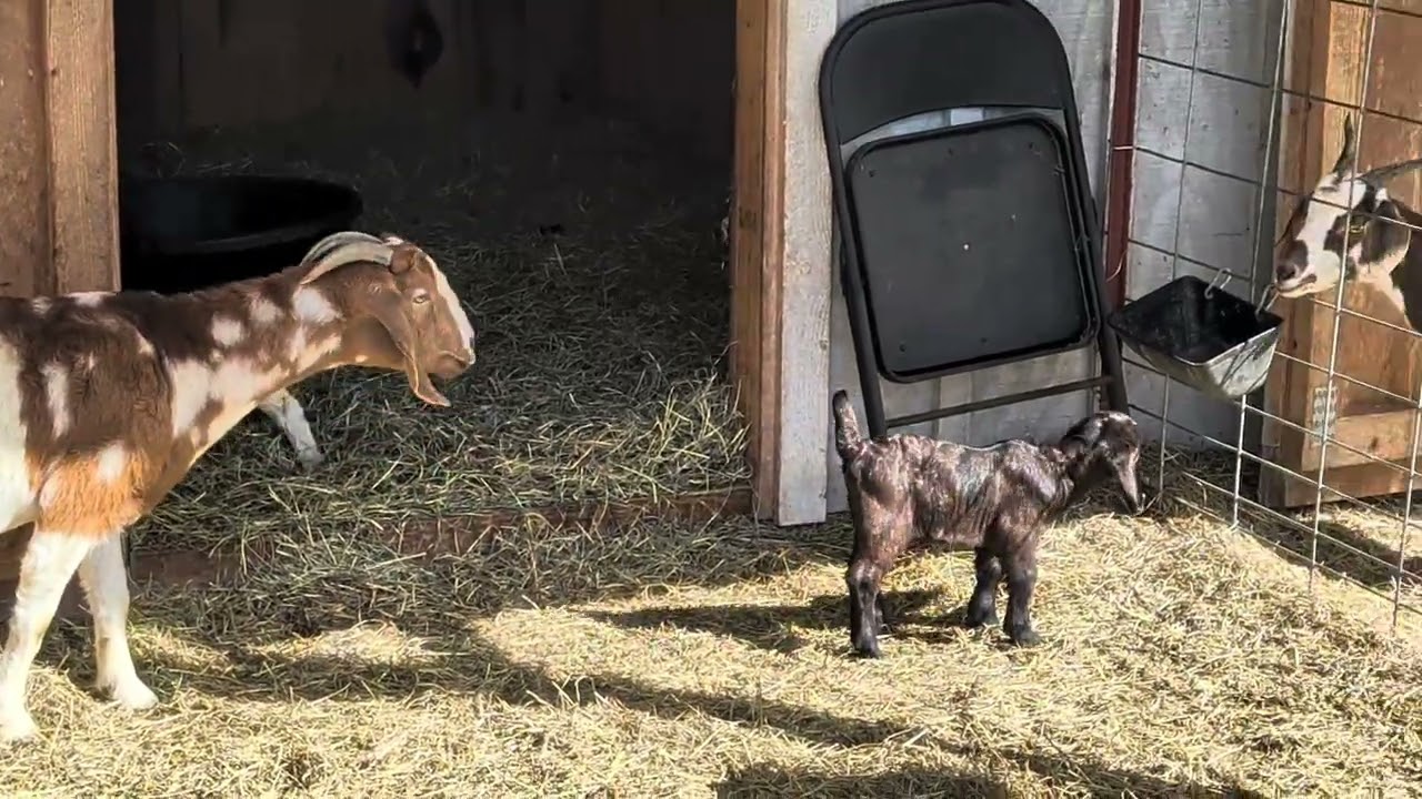 Jubilee and her girls #goatfarm #boergoat #babygoats 