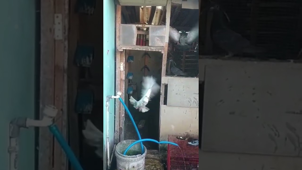 Gejolak Sore Tadi 