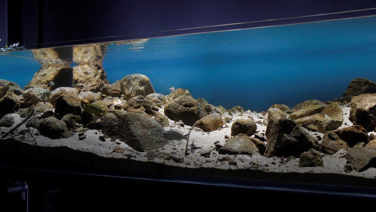#BADC2019 / Shallow rocky habitat near Kambwimba, Lake Tanganyika, Tanzania, 1200 L