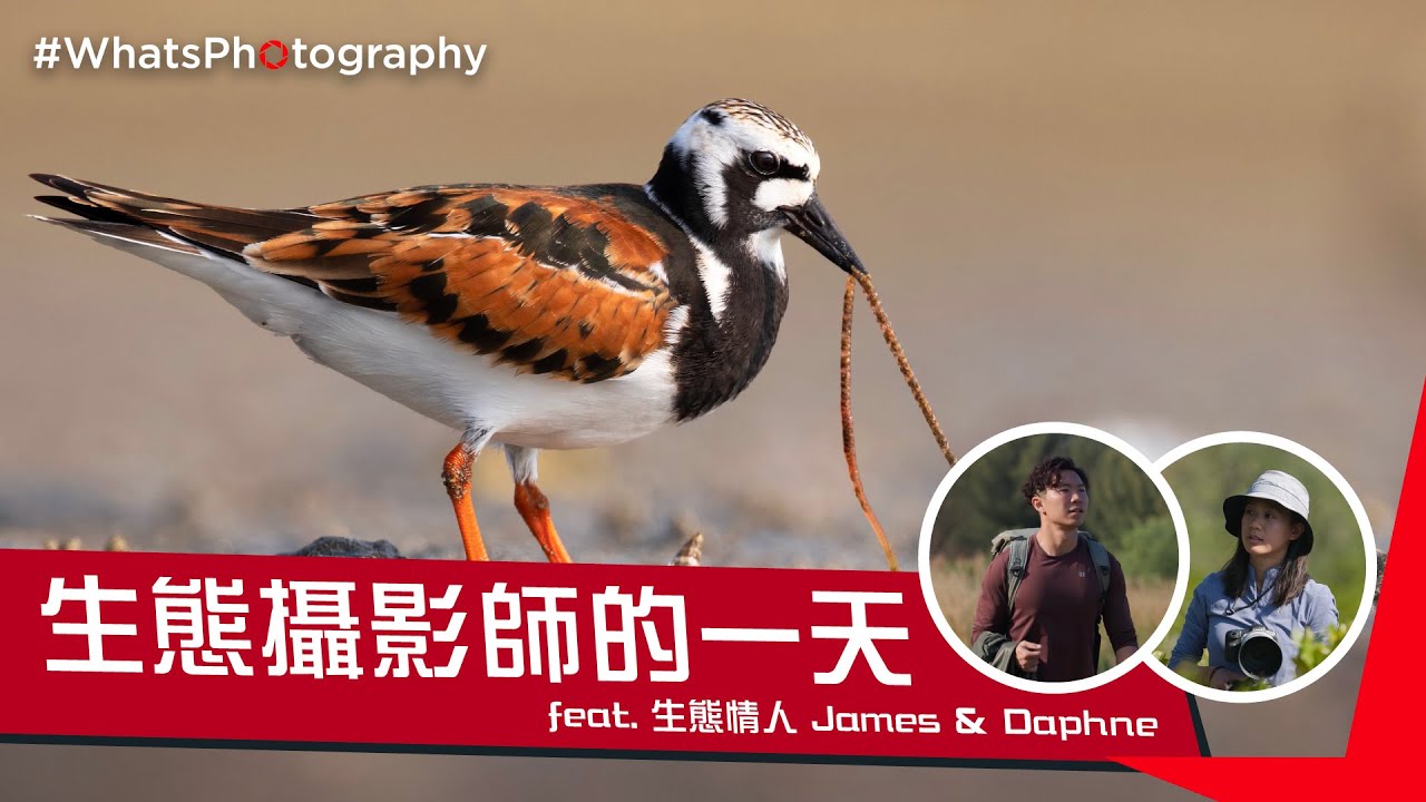 #WhatsPhotography - 香港其實真係好靚！為野生生物留下倩影，努力講好每一個生命故事！| #生態攝影師的一天！｜Canon feat. James＆ Daphne