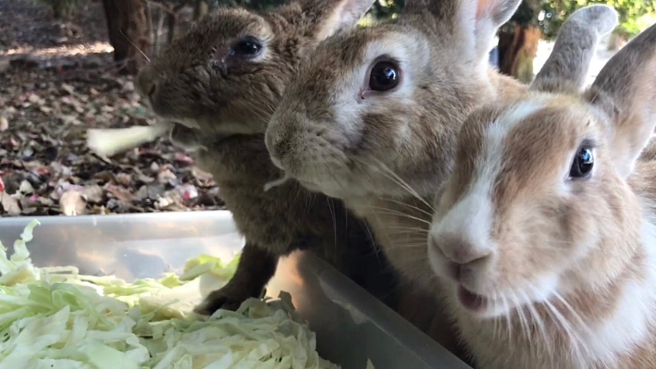 Authentic bunny cuteness is in a league of its own. AI can't even compare.