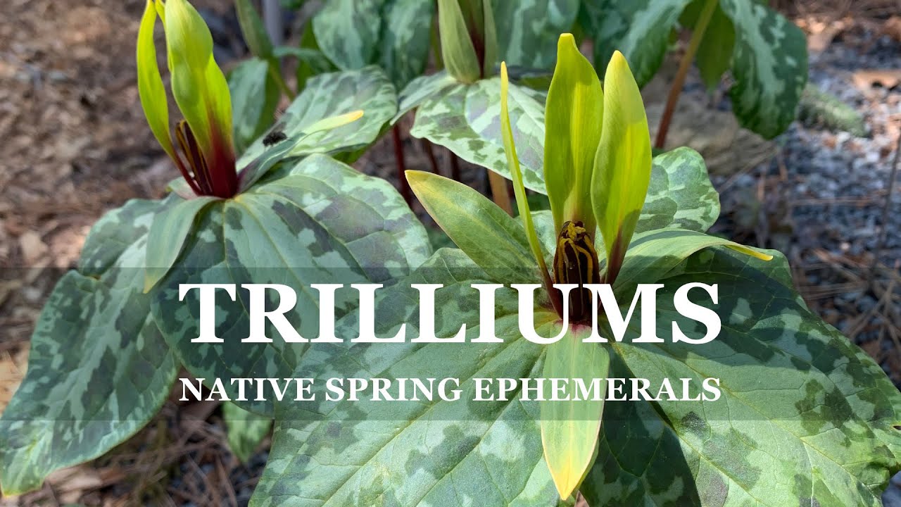 Southeast Trilliums with Zac Hill (Juniper Level Botanic Garden plant collection)