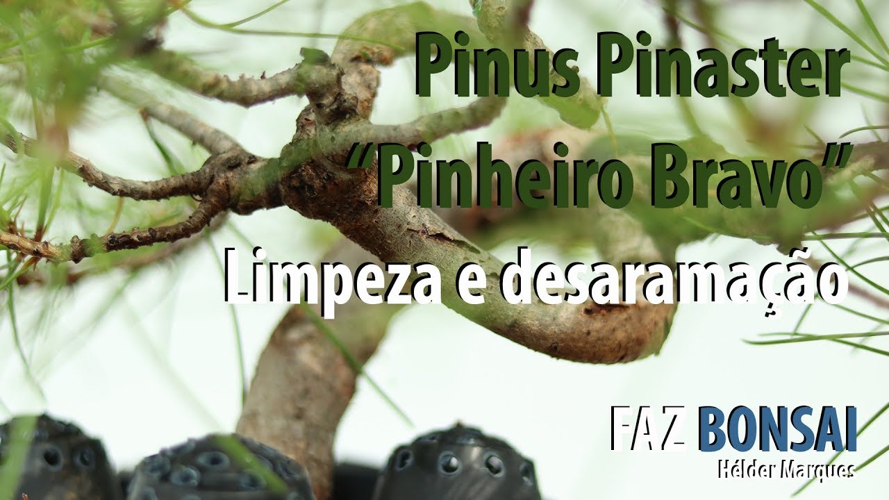 Pinus Pinaster  (Pinheiro Bravo) - Limpeza e desaramação