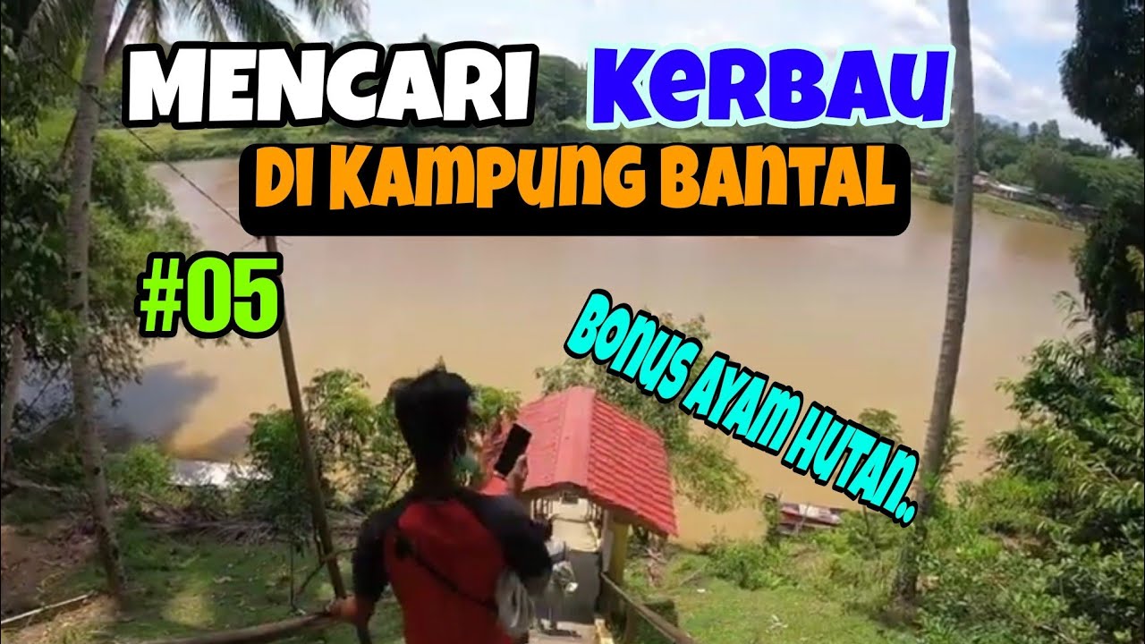 Mencari Kerbau Di Kampung Bantal