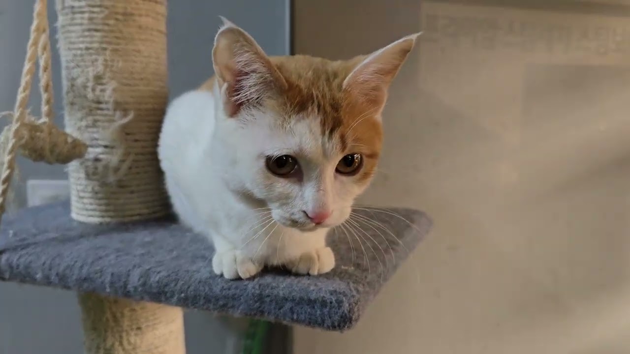 내이름은 김 똑순 냥이 ep-21. 천방지축 사고치기 전문 고양이  똑순이와 빠빠집사의 토킹 #길고양이와의 동거동락 ##고양이사랑 #고양이와 산다는것 #말대꾸하는 고양이 #cat