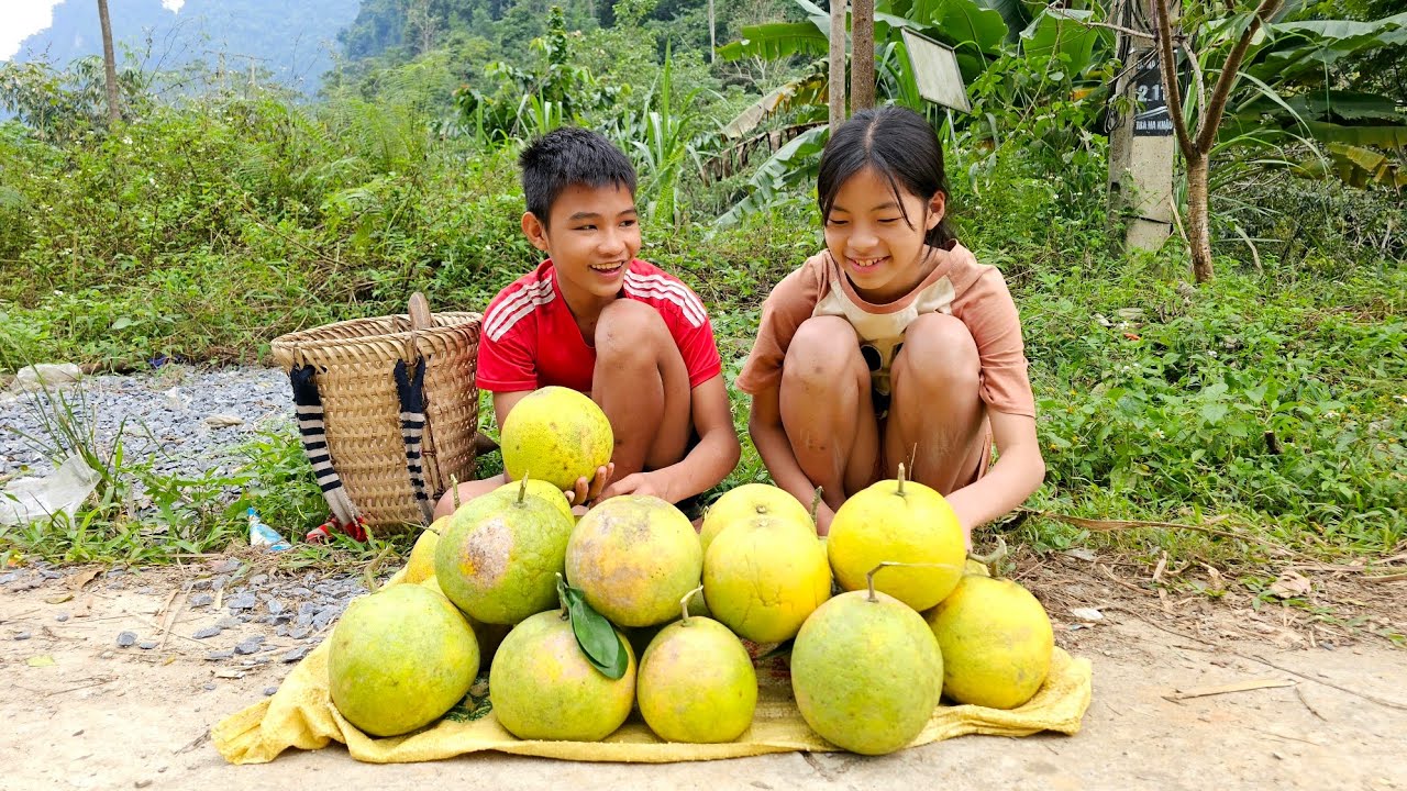 Homeless boy and girls harvest grapefruit gardens to sell and buy rice to cook - Homeless Boy