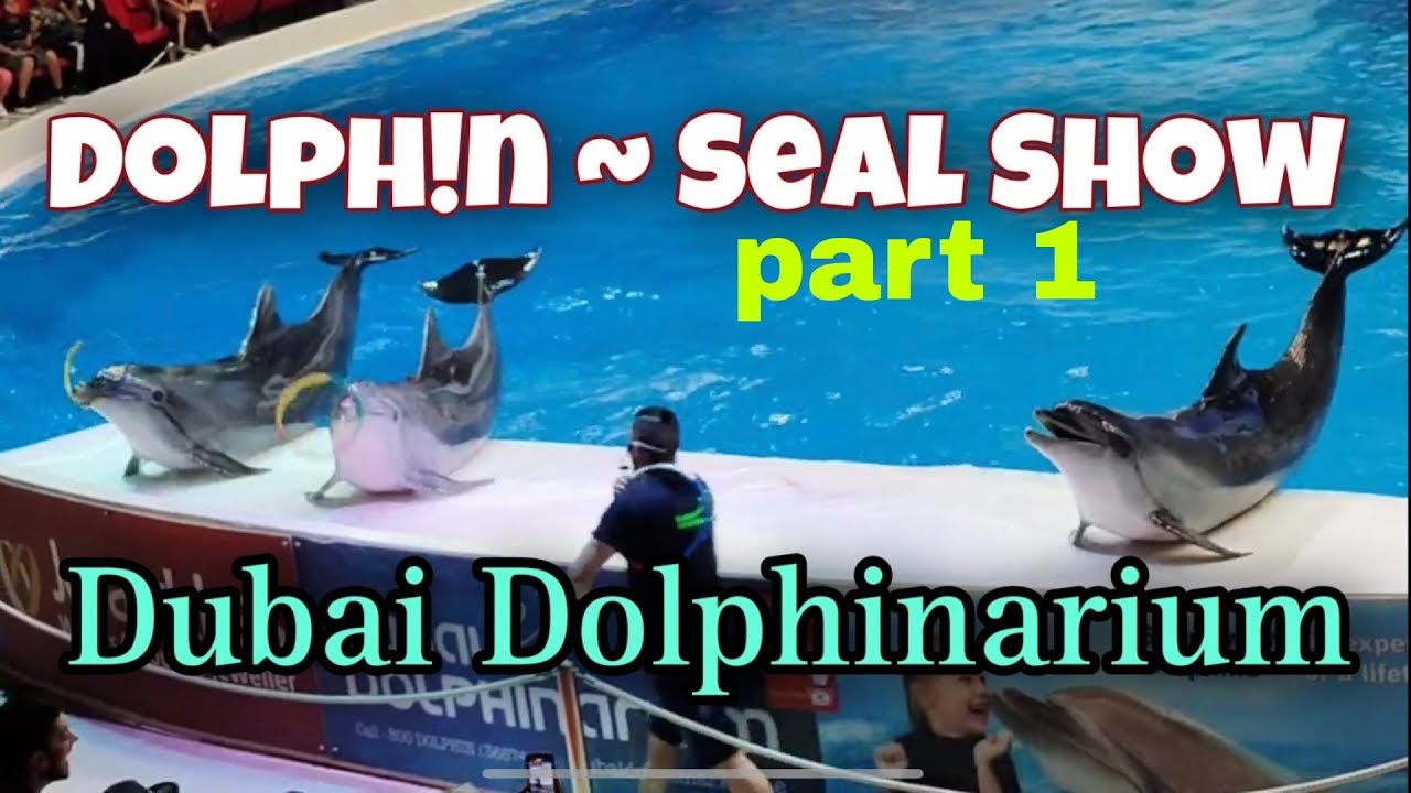 Dubai Dolphinarium Seal and Dolphin Show 2023 | Part 1