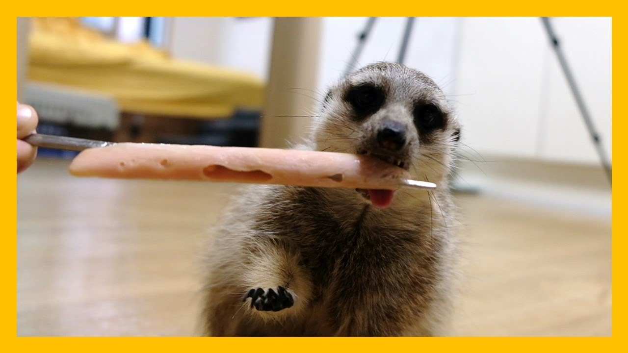 처음 맛보는 아이스크림에 환장한 미어캣