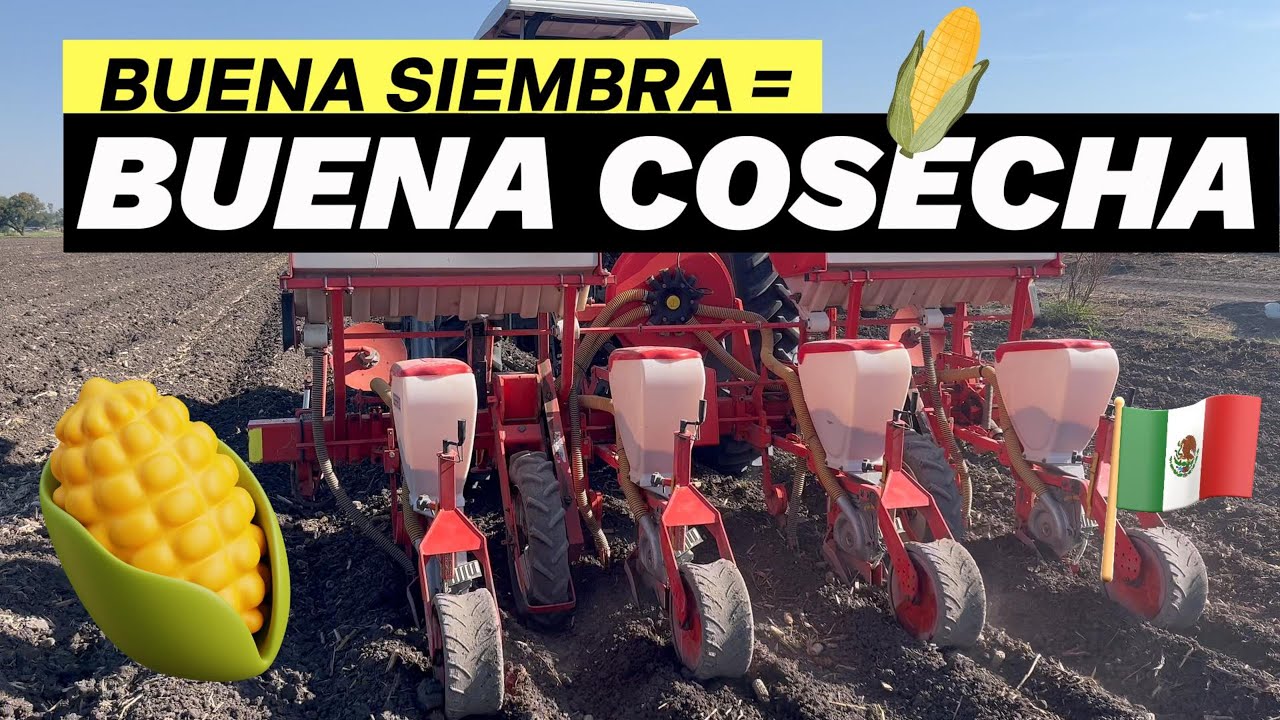 RECOMENDACIONES PARA UNA SIEMBRA DE CALIDAD DE MAÍZ