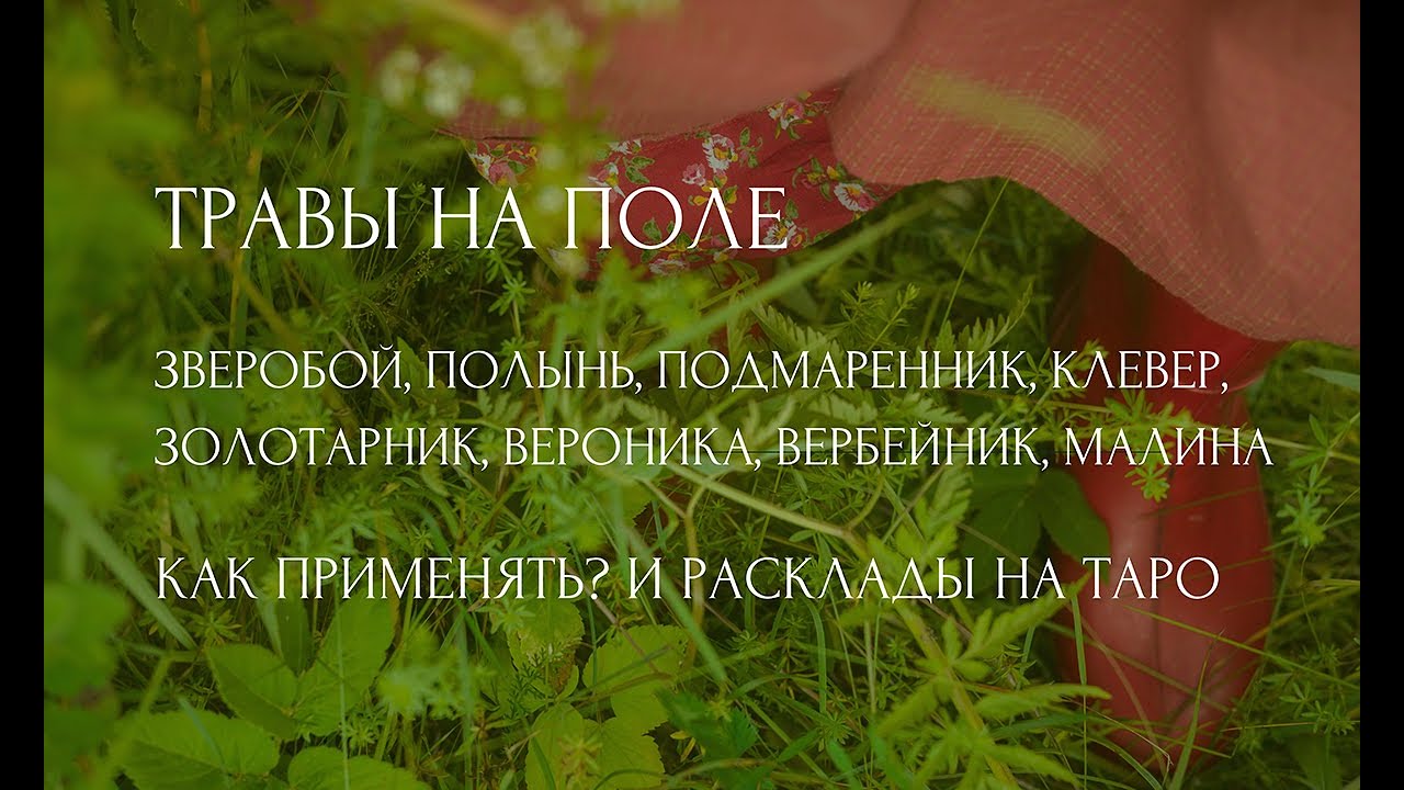 Травы с поля: зверобой, полынь, подмаренник, клевер, золотарник, вероника, вербейник. Как применять?