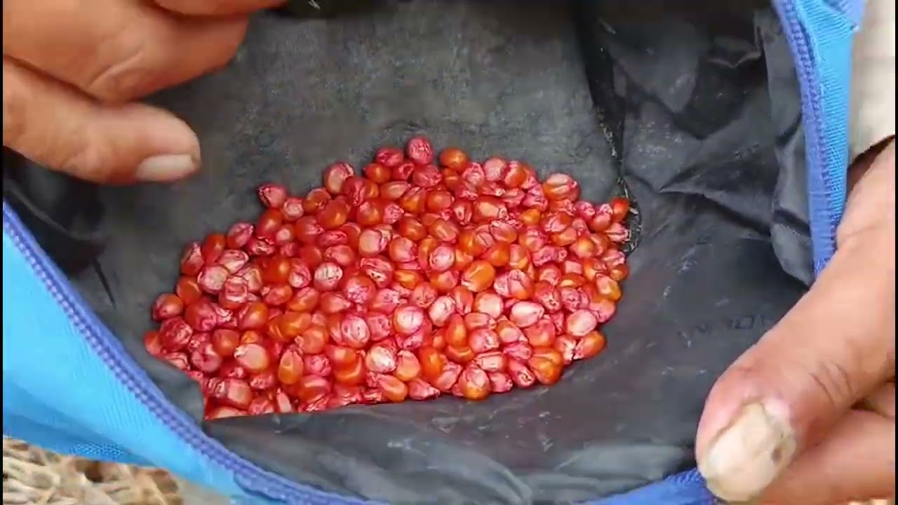 Sembré maíz hibrido brasileño