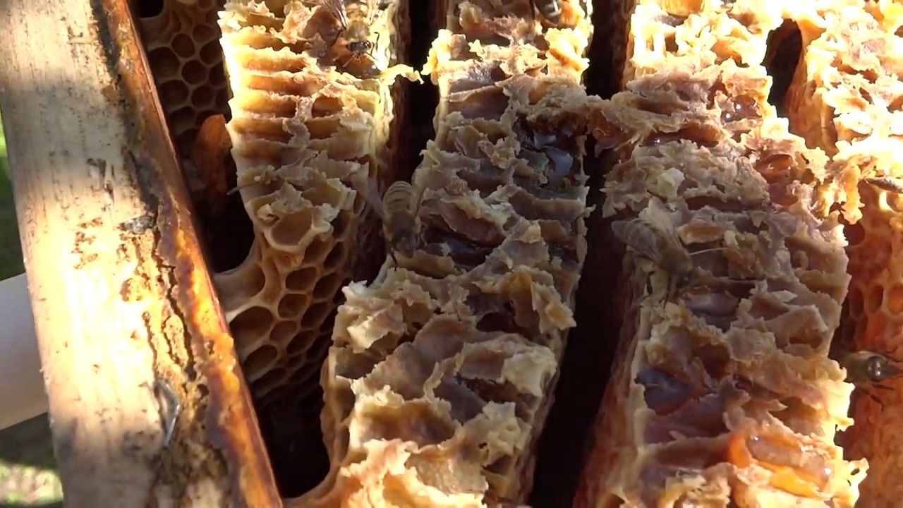 Пчеловодство в Грузии! Beekeeping in Georgia!