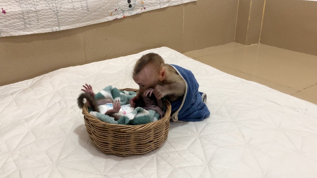 [ Omq..] Big BiBi pull BB's hair hrdly whem mom leavee room