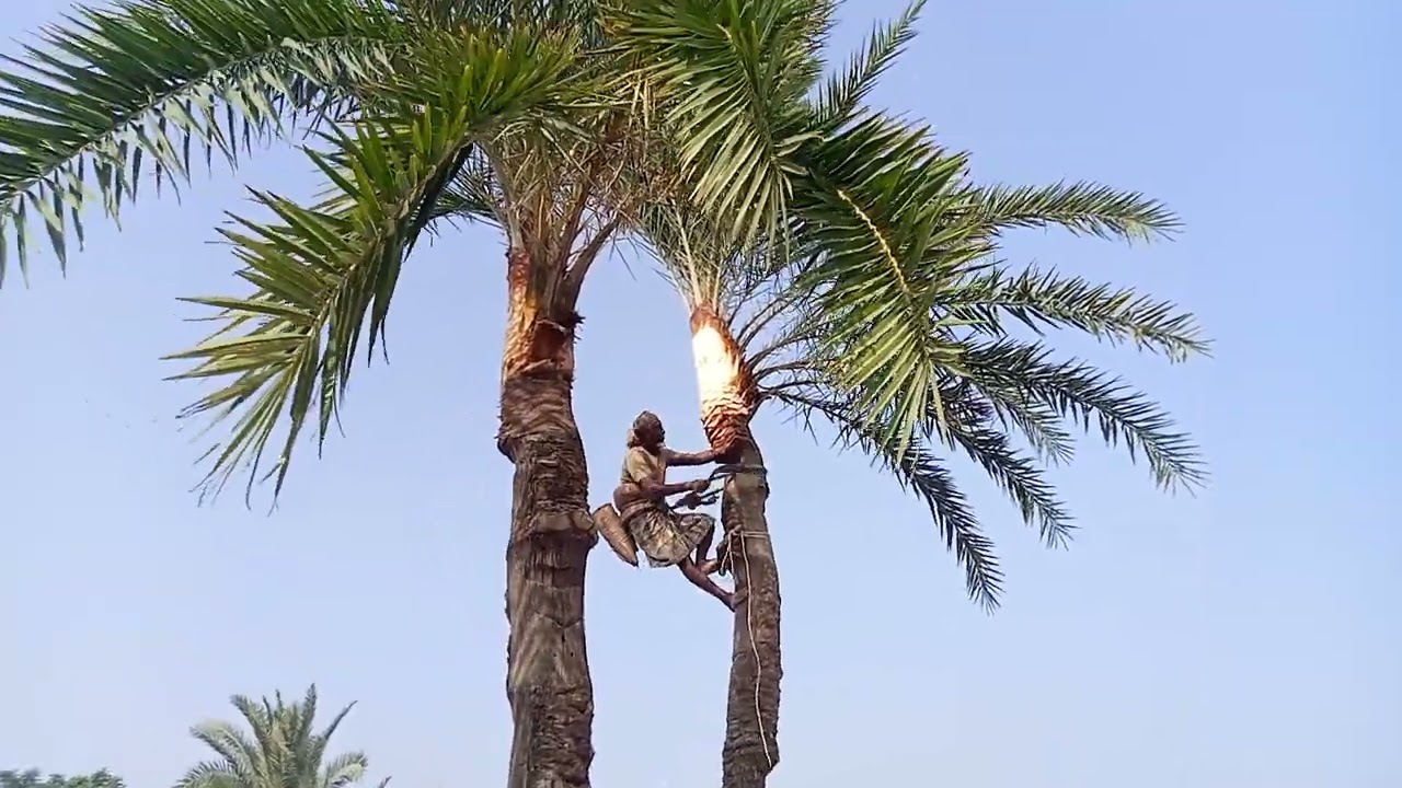যশোরের বেগমপুর খেজুরের গাছি || এখন কৃষি 