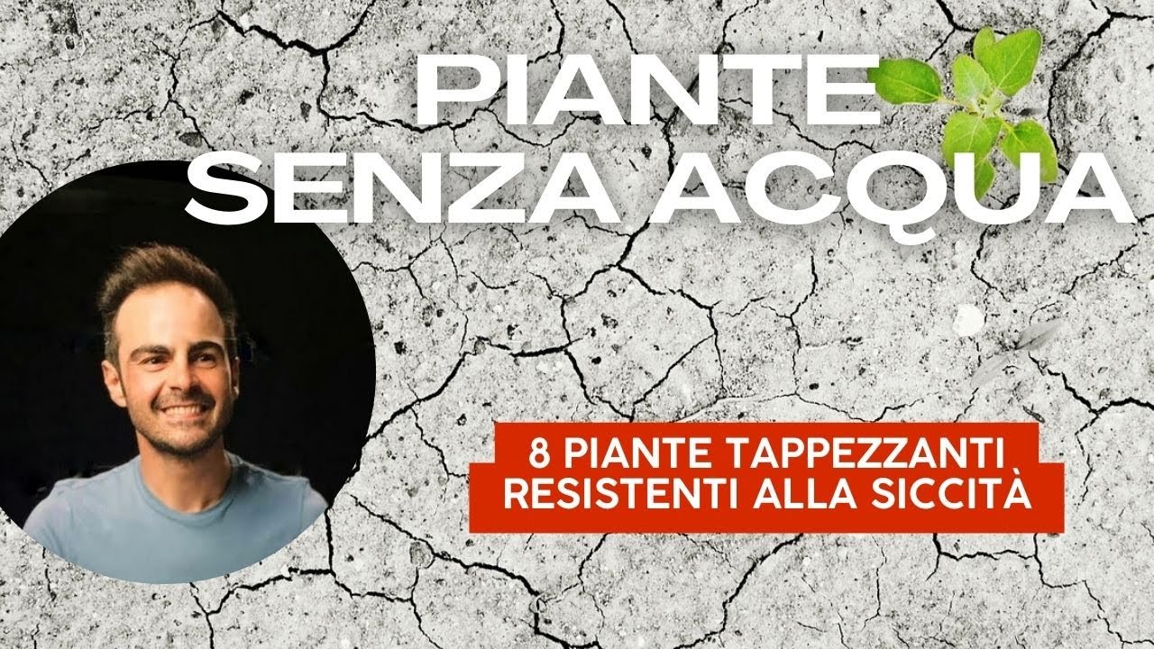 8 piante tappezzanti resistenti alla siccità