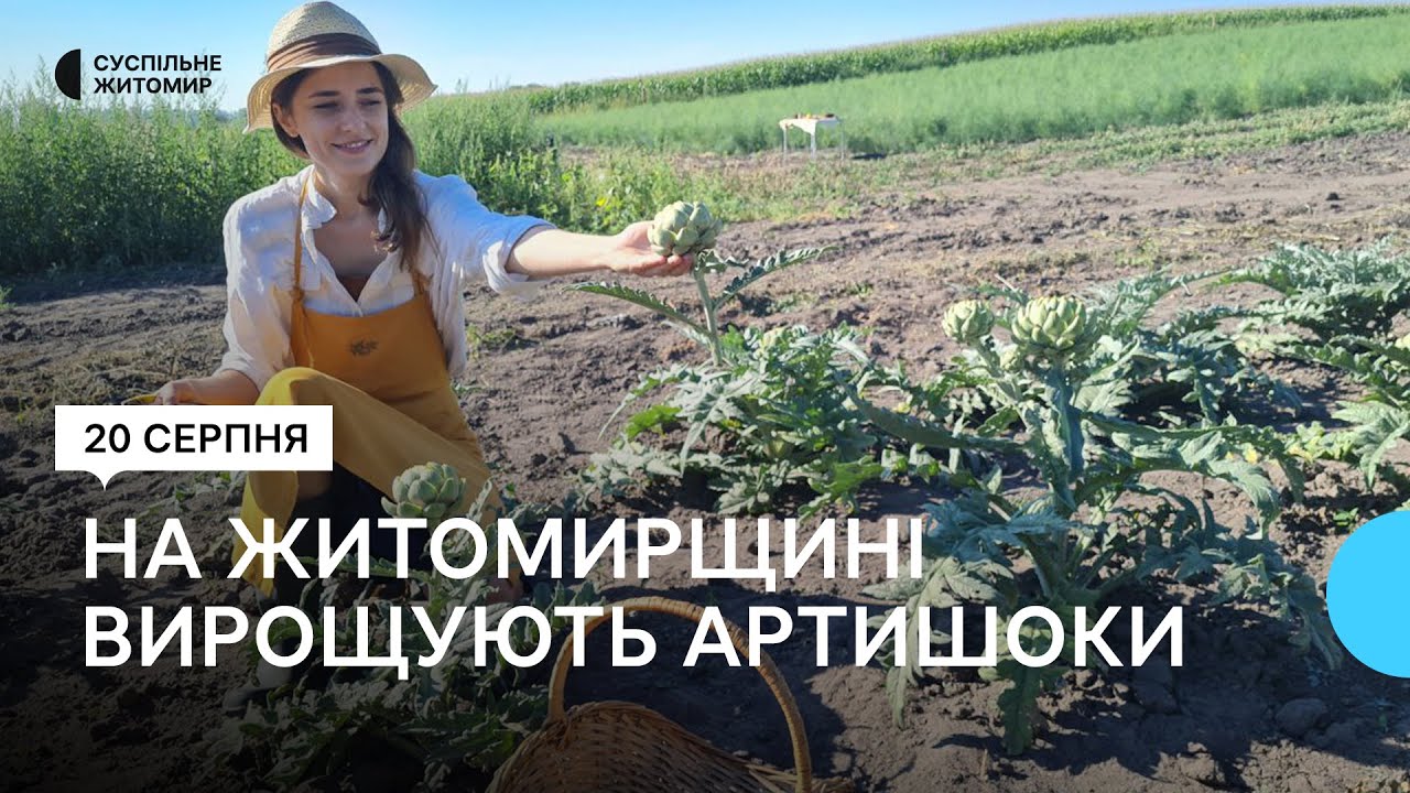 На Житомирщині фермерка Олена Панчук вирощує артишоки