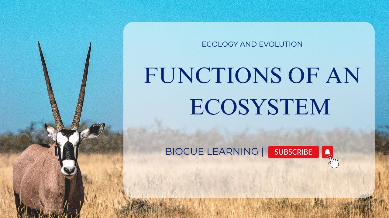 Functions of an Ecosystem