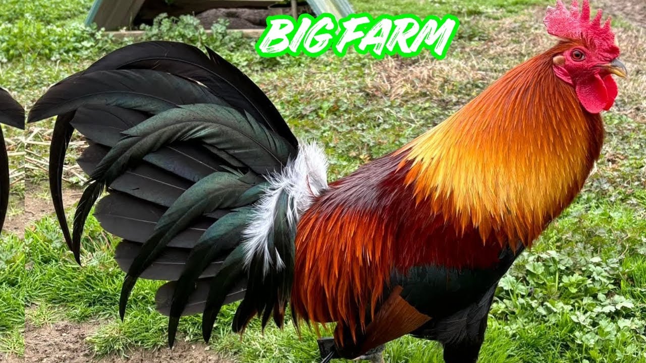 KENNETH CARROLL - Feeding Time Free Range Shape Chicken Coop Indoor Outdoor Breeding Pens 🇺🇸🇺🇸
