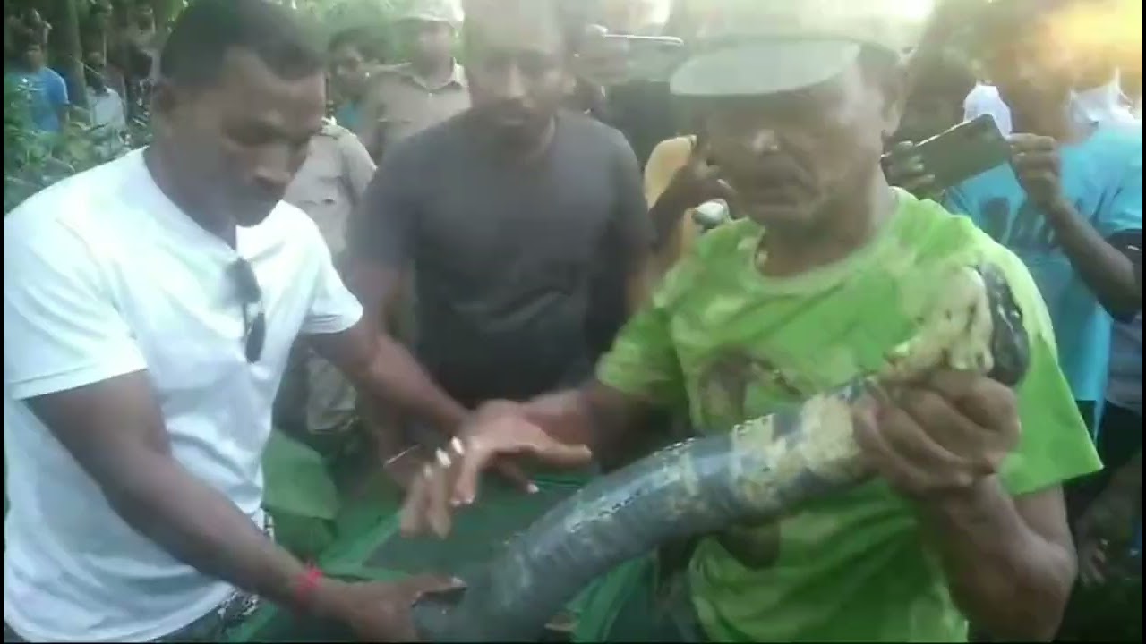 15 fit king cobra rescue in havy public crowd  #ophiophagushannah  #king cobra