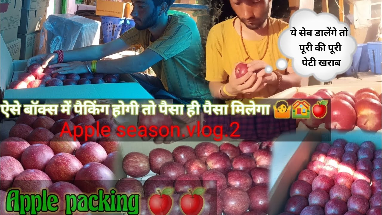 #_apple_packing_||कैसे की जाती है सेब की पैकिंग बॉक्स में|| ऐसे जाता है पैक होकर सेब मार्केट में |||