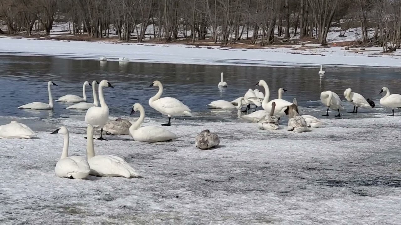 Trumpeter Swans: “March Madness!”