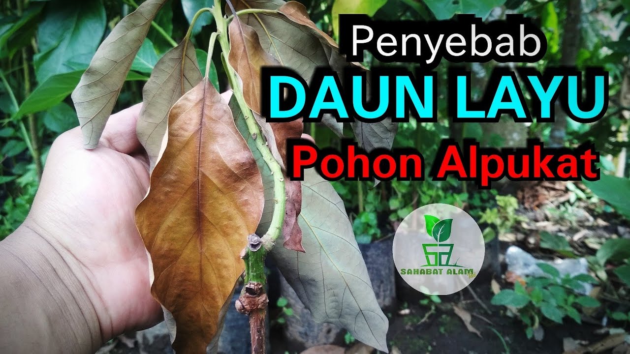 PENYEBAB DAUN LAYU PADA POHON ALPUKAT