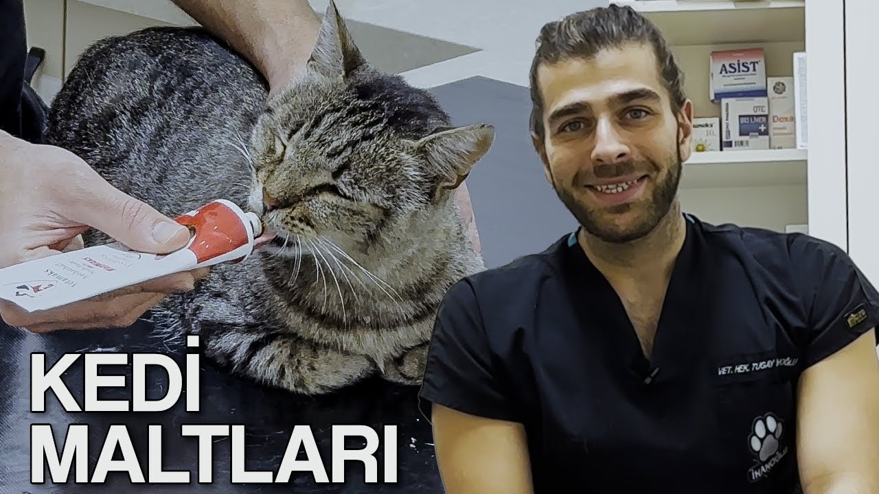 ЧТО ТАКОЕ КОШАЧИЙ СОЛОД? (Как использовать кошачий солод?)