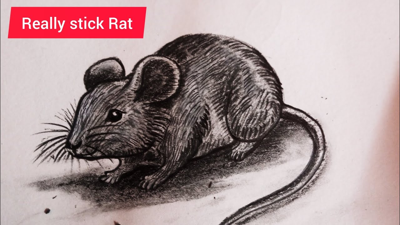 How to draw realistic rat🐀 Ra|l Pencil Drawing for Beginner step by step