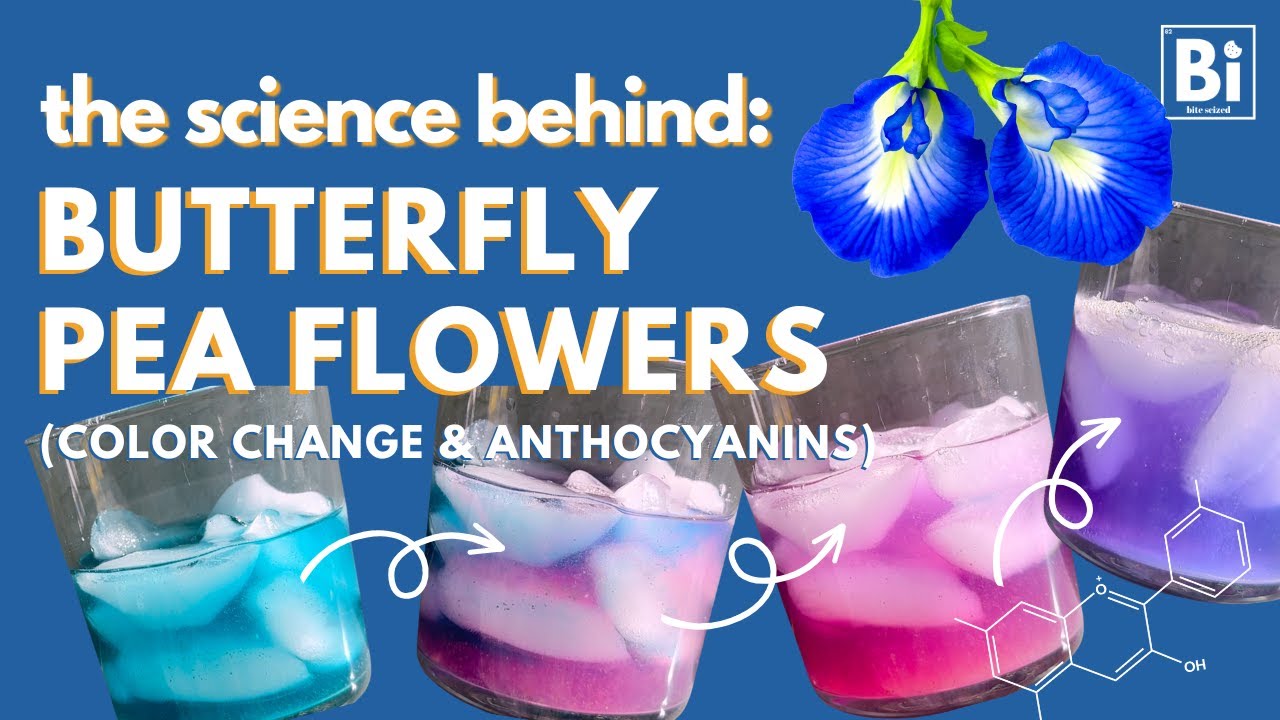 THE SCIENCE BEHIND BUTTERFLY PEA FLOWERS: Why do they change color? [pH indicators & anthocyanins]